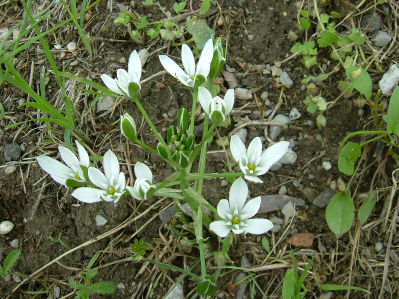 Ornithogalum umbellatum